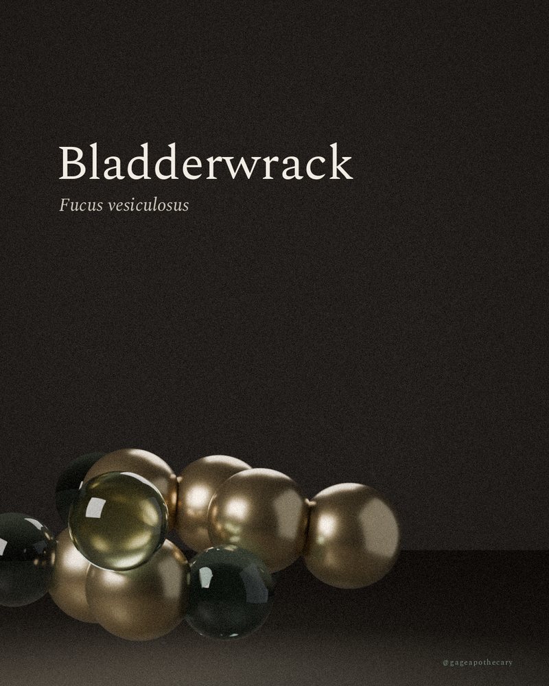 Bladderwrack — Fucus vesiculosus, rendered from its real molecular structure