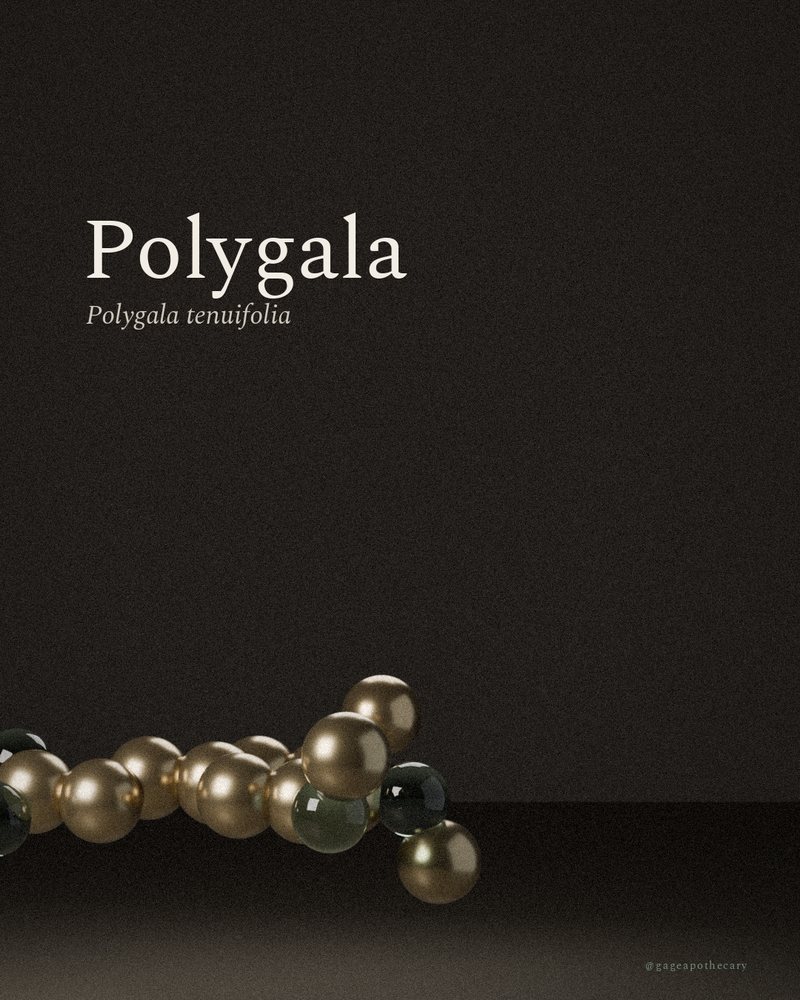 Polygala — Polygala tenuifolia, rendered from its real molecular structure