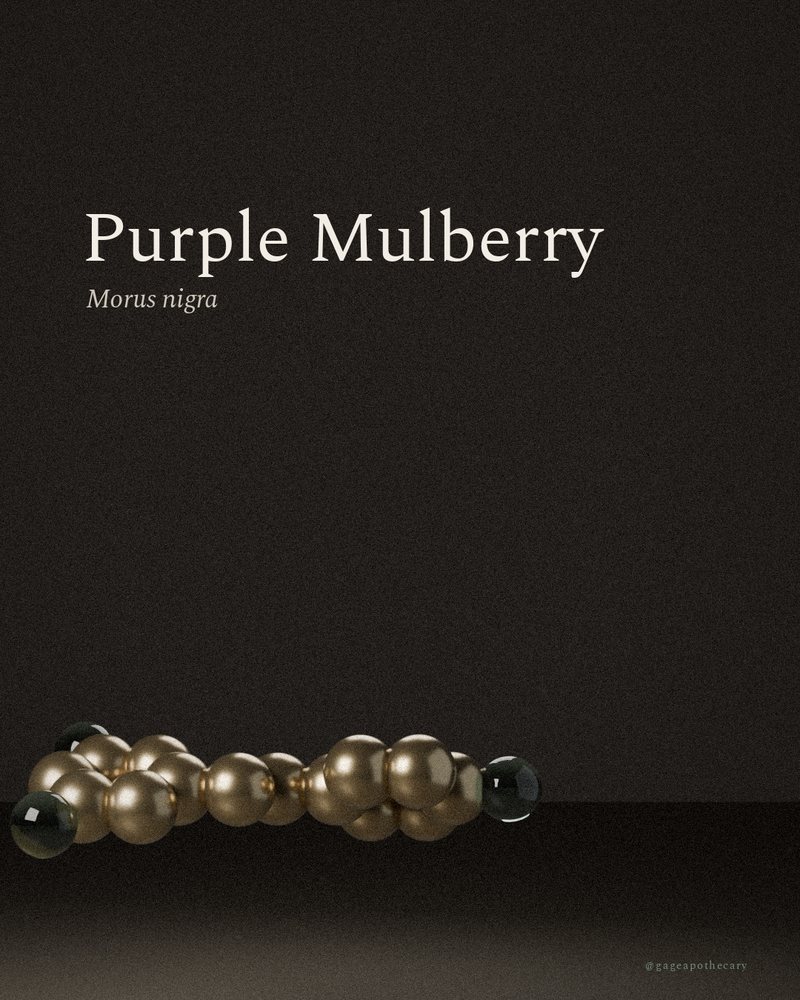 Purple Mulberry — Morus nigra, rendered from its real molecular structure