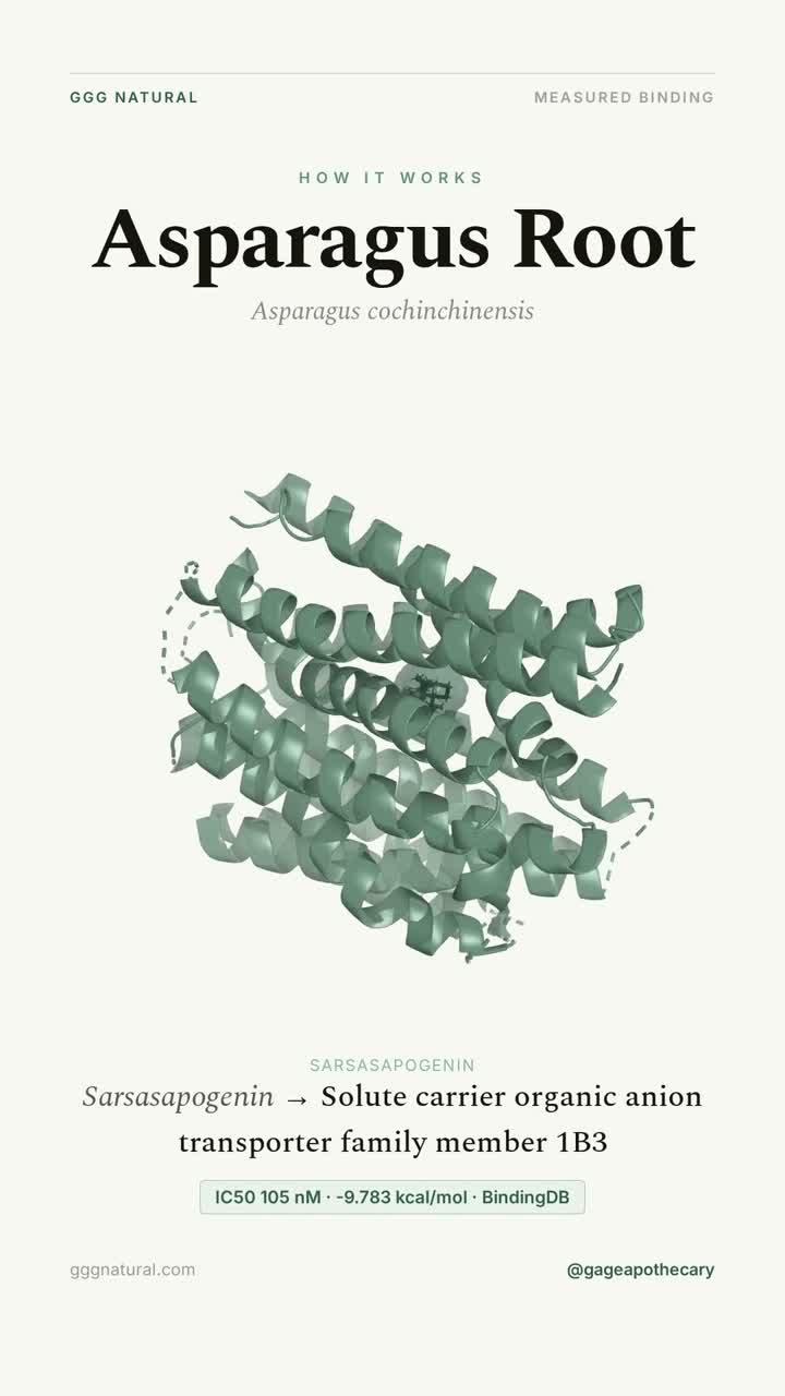 Asparagus Root · Sarsasapogenin