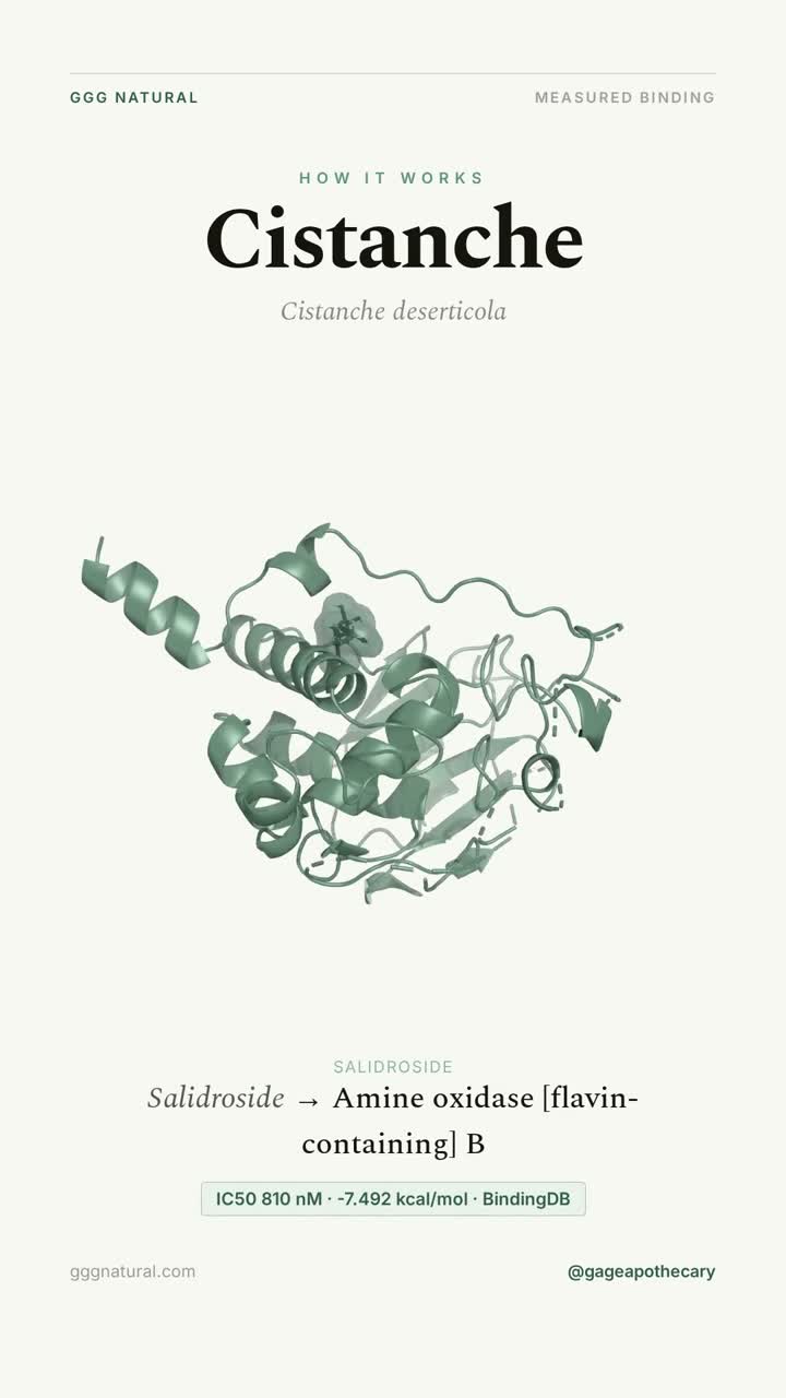 Cistanche · Salidroside
