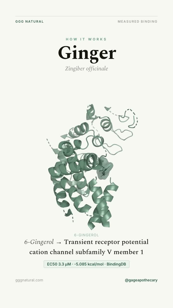Ginger · 6-Gingerol